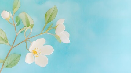 Fototapeta premium Delicate white blossoms on a light blue background