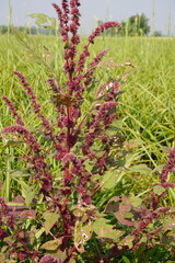 Amaranthus flower in close up with a blurry background 