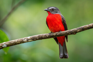 Obraz premium It is a bird with the red chest