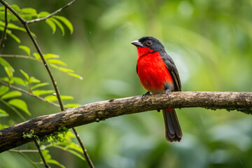 Fototapeta premium It is a bird with the red chest