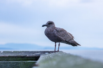 Solitary Gull Perched on Weathered Wood by the Ocean