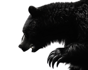 Black bear silhouette in a dynamic pose, white isolated background.