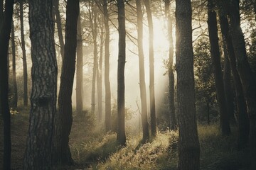 Obraz premium Serene Forest Scene with Sunlight Filtering Through Trees