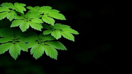 Emerald Embrace: Lush green leaves emerge from the darkness, a vibrant contrast against a deep black background.  A study in texture, light, and nature's resilience. 