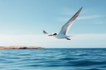 Obraz premium A graceful bird with a red beak and white plumage glides effortlessly over the deep blue ocean, with clear skies and distant land in the background, symbolizing freedom.