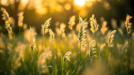 Obraz premium Art autumn sunny nature background