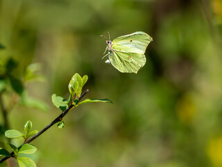 Brimstone Butterfly Egg Laying