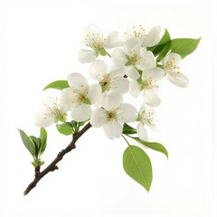 Cherry blossom tree branch isolated on white background