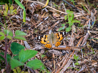 Painted Lady Butterfly Resting Wings Open