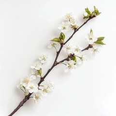 Fototapeta premium Cherry blossom tree branch isolated on white background