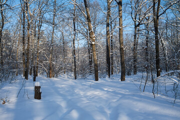 Bright sun and winter trees. A fabulous landscape. The concept of the winter solstice. Cold weather, frost, a lot of snow. Long blue shadows on the snow-covered ground. Snowdrifts among the trees