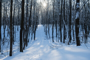 Bright sun and winter trees. A fabulous landscape. The concept of the winter solstice. Cold weather, frost, a lot of snow. Long blue shadows on the snow-covered ground. Snowdrifts among the trees