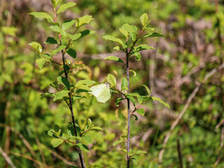 Brimstone Butterfly Egg Laying