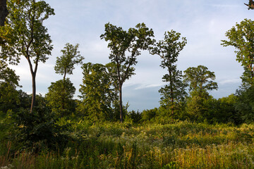 Romania Snagov forest view on a cloudy summer day