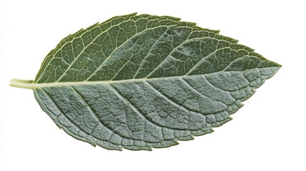 Obraz premium Wet mint leaf isolated on white background. Mint leaf clipping path. Mint macro studio photo