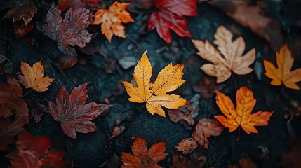 Fallen Autumn Leaves: A Tapestry of Colors on the Forest Floor