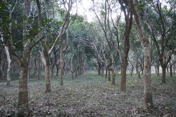 Mango trees have been found in the garden in lines
