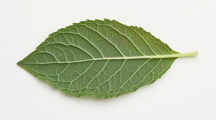 Obraz premium Wet mint leaf isolated on white background. Mint leaf clipping path. Mint macro studio photo