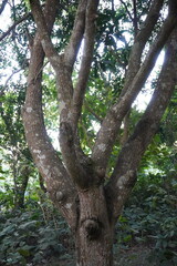 Big mango tree with its several branches