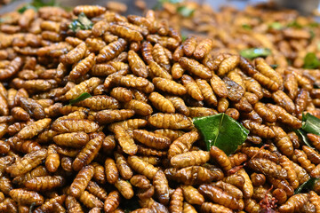Fried maggots as famous street food in Cambodia.