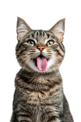 Obraz premium A playful cat with striking eyes and a protruding tongue, showcasing its playful and curious nature on white background , cut out. 