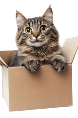 A fluffy cat with wide eyes peeks out from a cardboard box, displaying curiosity and playfulness on white background , cut out.	