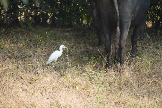 egret or bagula and buffalo . Egrets are a type of heron, which are long-legged, long-necked birds that live in freshwater and coastal areas and roaming with buffalo