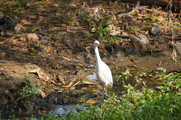 Obraz premium egret or bagula and buffalo . Egrets are a type of heron, which are long-legged, long-necked birds that live in freshwater and coastal areas and roaming with buffalo