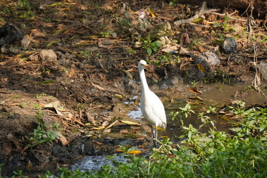 egret or bagula and buffalo . Egrets are a type of heron, which are long-legged, long-necked birds that live in freshwater and coastal areas and roaming with buffalo