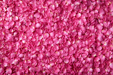 Obraz premium Vibrant rose petals scattered on a surface for romantic Valentine's Day celebrations
