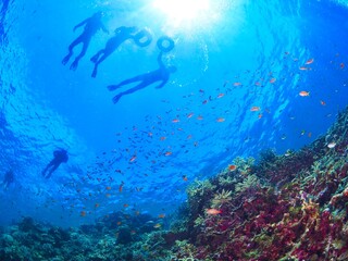 南国の鮮やかな海でシュノーケルするイメージ