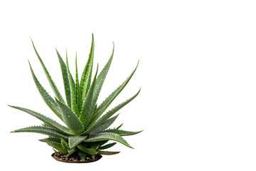 Fototapeta premium Close-Up of Aloe Vera Plant with Water Droplets on Fleshy Green Leaves Isolated on White Background