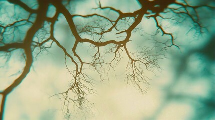 Winter Landscape with Snow Covered Trees and Branches Against a Clear Sky