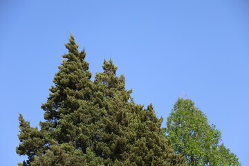 a tree swimming in the sky