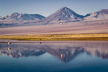 Tranquil Reflections: Flamingos in the Atacama Desert