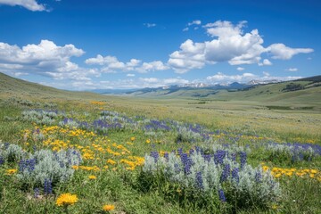 Obraz premium Wildflower field stretching to the horizon with colorful blooms under a bright blue sky