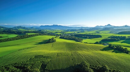 Fototapeta premium Lush Green Vineyards and Rolling Hills bathed in Sunlight with Majestic Mountains in the Distance
