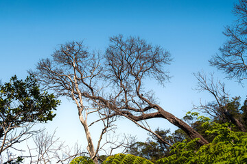 Bare Tree Branches Reaching the Sky