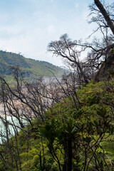 Lush Vegetation and Charred Trees by the Crater