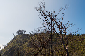 Dry Trees Standing Against a Sunny Hillside