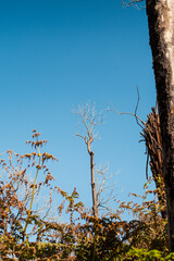 Bare Tree Silhouette Against a Clear Blue Sky