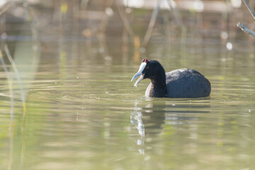 Focha moruna comiendo