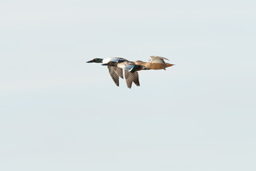 pato cuchara volando