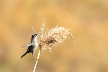 curruca cabecinegra macho
