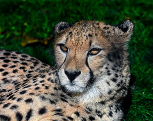 Cheetah`s head. Latin name - Acinonyx jubatus	