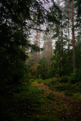 Obraz premium magical fairy tail dark forest in rainy day Norway