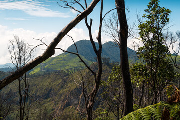 Scenic Mountain View Framed by Tree Branches