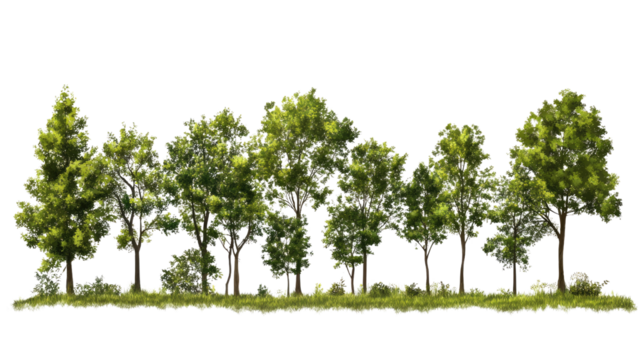 Lush Tree Line: A vibrant row of deciduous trees stands tall against a clear sky, showcasing the beauty of nature's diversity and the tranquility of a wooded landscape.  