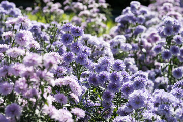 Beautiful Tartarian aster (Aster tataricus) flowers.
