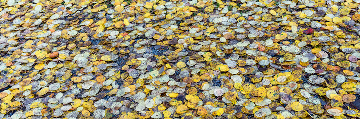 Autumn foliage background. Yellow golden brown grey colors of aspen leaves. Texture pattern of autumn golden yellow leaves. Colorful fall season concept. Space for text. 
